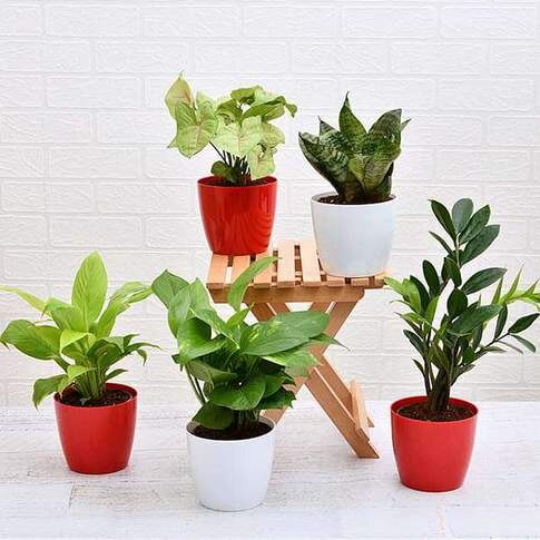 Set Of 5 Plants To Promote Happiness And Joy In Life